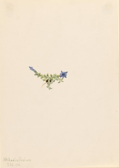 Moos-Enzian (Gentiana prostrata) von Mary Vaux Walcott