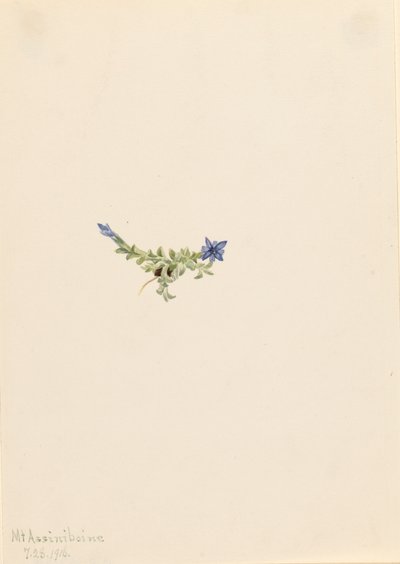 Moos-Enzian Gentiana prostrata, 1916 von Mary Vaux Walcott