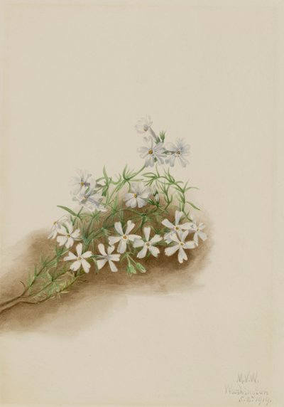 Moos-Phlox subulata, 1919 von Mary Vaux Walcott