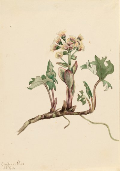 Nördliche Pestwurz (Petasites hyperboreus) von Mary Vaux Walcott