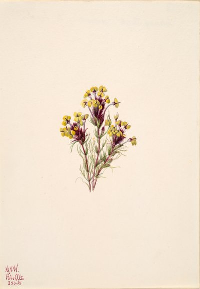 Eulen-Klee Orthocarpus erianthus, 1935 von Mary Vaux Walcott