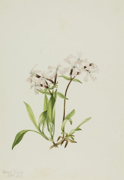 Peatpink Silene caroliniana, 1917 von Mary Vaux Walcott