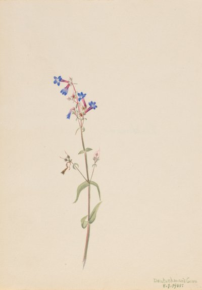 Pentstemon (Pentstemon procerus) von Mary Vaux Walcott