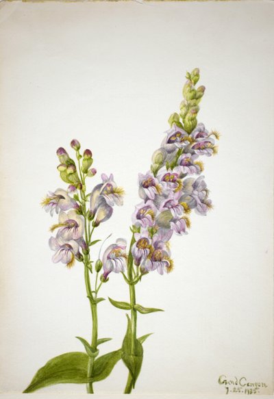 Pentstemon Pentstemon macranthus von Mary Vaux Walcott