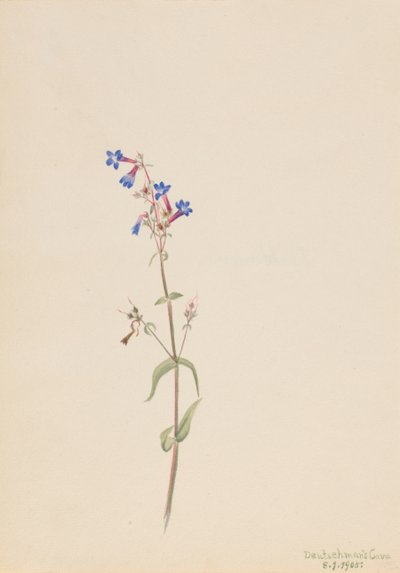 Pentstemon Pentstemon procerus, 1905 von Mary Vaux Walcott