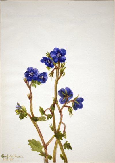 Phacelia Phacelia parryi, 1935 von Mary Vaux Walcott