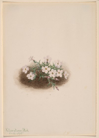 Phlox von Mary Vaux Walcott