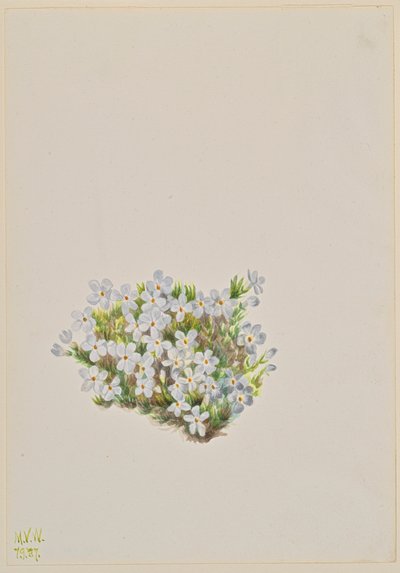Phlox Phlox caespitosa von Mary Vaux Walcott