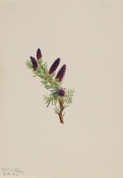 Picea engelmanni von Mary Vaux Walcott