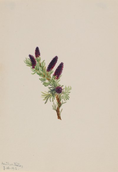 Picea engelmanni, 1913 von Mary Vaux Walcott