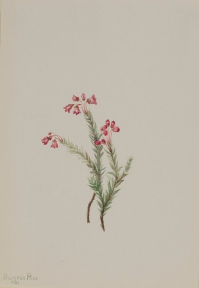 Rosa Heidekraut (Phyllodoce empetriformis) von Mary Vaux Walcott