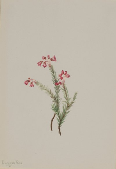 Rosa Heidekraut (Phyllodoce empetriformis) von Mary Vaux Walcott