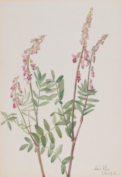 Rosa Hedysarum Hedysarum americanum, 1918 von Mary Vaux Walcott