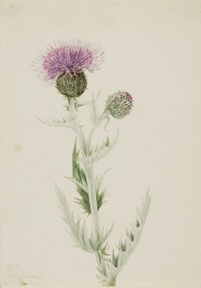 Prärie-Distel Cirsium undulatum, 1923. von Mary Vaux Walcott