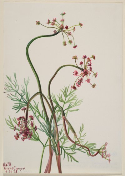Pseudocymopterus montanus von Mary Vaux Walcott
