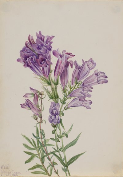 Lila Bartfaden Pentstemon lyallii, 1923 von Mary Vaux Walcott