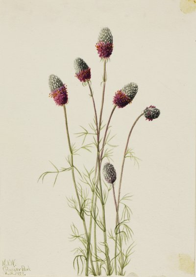 Purpur-Prärieklee (Petalostemon purpureum) von Mary Vaux Walcott