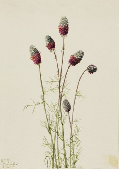 Lila Prärieklee, 1927 von Mary Vaux Walcott