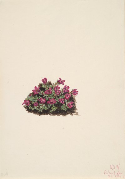 Purpur-Steinbrech (Saxifraga oppositifolia) von Mary Vaux Walcott