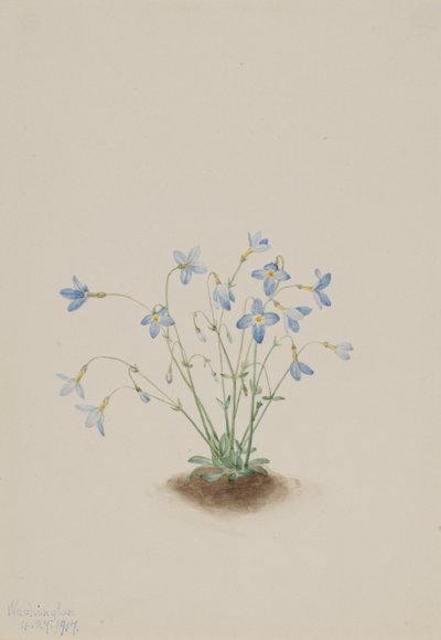 Quakerladies (Houstonia caerulea) von Mary Vaux Walcott