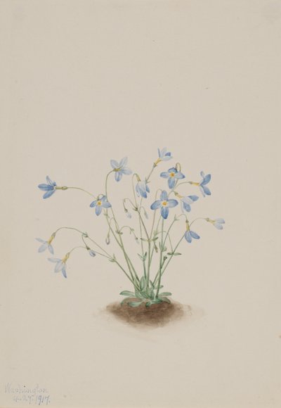 Quakerladies Houstonia caerulea, 1917 von Mary Vaux Walcott