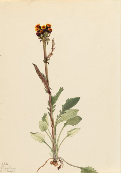 Strahlenlose Greiskraut (Senecio pauciflorus) von Mary Vaux Walcott
