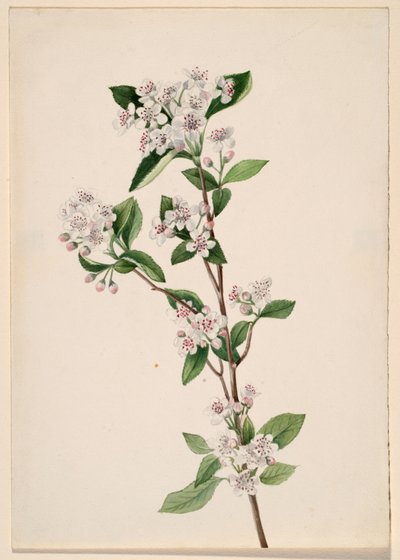 Rote Apfelbeere, ca. 1920er von Mary Vaux Walcott