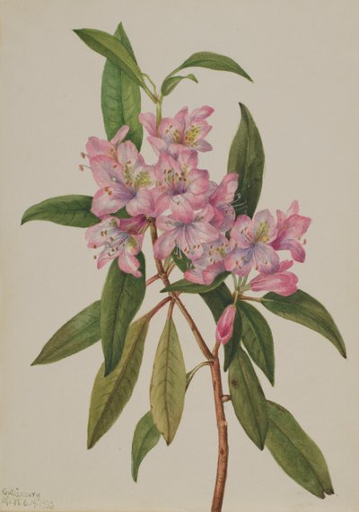 Rhododendron (Rhododendron carolinianum) von Mary Vaux Walcott