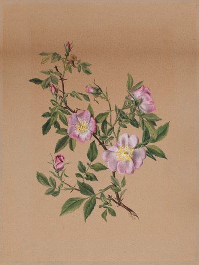 Sumpfmalve (Hibiscus moscheutos) von Mary Vaux Walcott