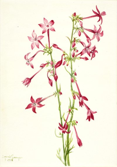 Scharlachrote Gilia (Gilia aggregata) von Mary Vaux Walcott