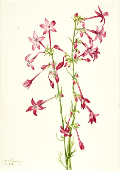 Scharlachrote Gilia Gilia aggregata von Mary Vaux Walcott