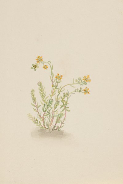 Sedum stenopetalum von Mary Vaux Walcott