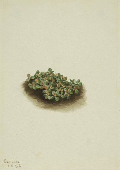 Schnee-Weide Salix nivalis, 1918 von Mary Vaux Walcott