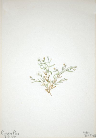 Stelleria leata, 1917 von Mary Vaux Walcott
