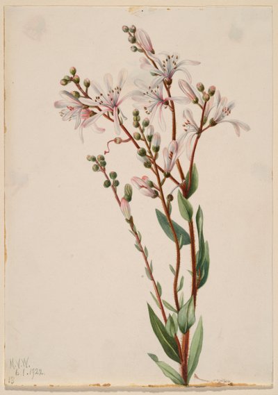 Tarflower (Befaria racemosa) von Mary Vaux Walcott