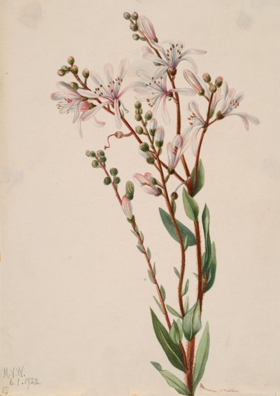 Tarflower Befaria racemosa, 1922 von Mary Vaux Walcott