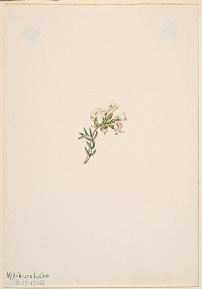 Ohne Titel - Blumenstudie von Mary Vaux Walcott