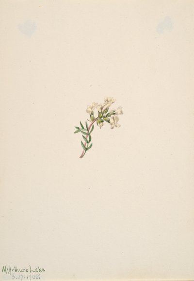 Ohne Titel - Blumenstudie, 1905 von Mary Vaux Walcott