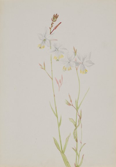 Ohne Titel - Blumenstudie, n.d. von Mary Vaux Walcott