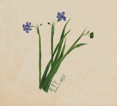 Ohne Titel, 1875 von Mary Vaux Walcott