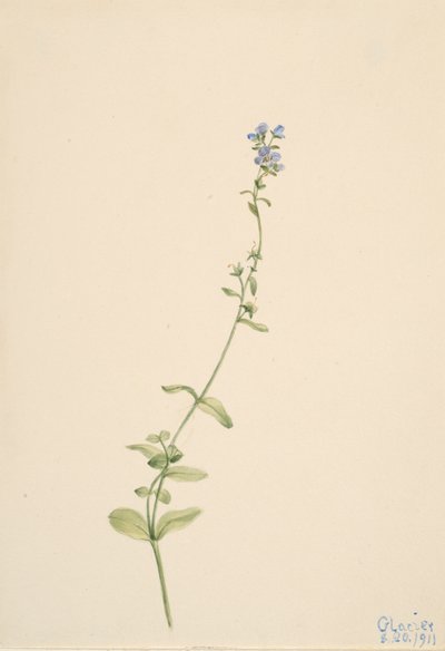 Veronica serpyllifolia, 1911 von Mary Vaux Walcott