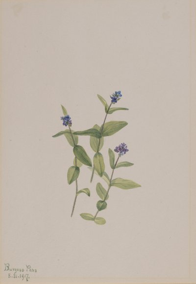 Veronica wormskjoldii, 1917 von Mary Vaux Walcott