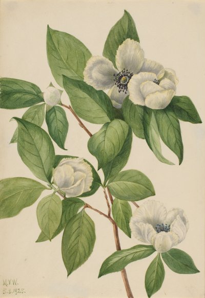 Virginia Stewartia Stewartia malachodendron, 1925 von Mary Vaux Walcott