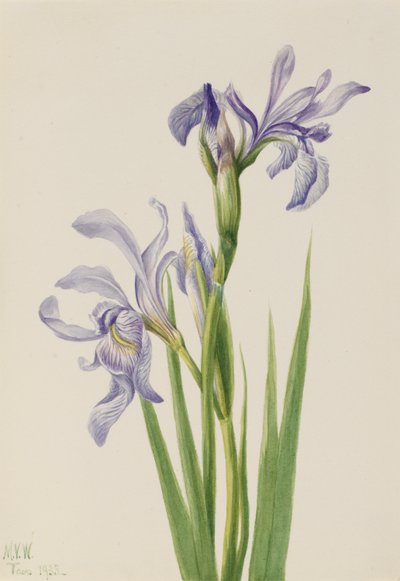 Westliche Blaue Flagge (Iris missouriensis) von Mary Vaux Walcott
