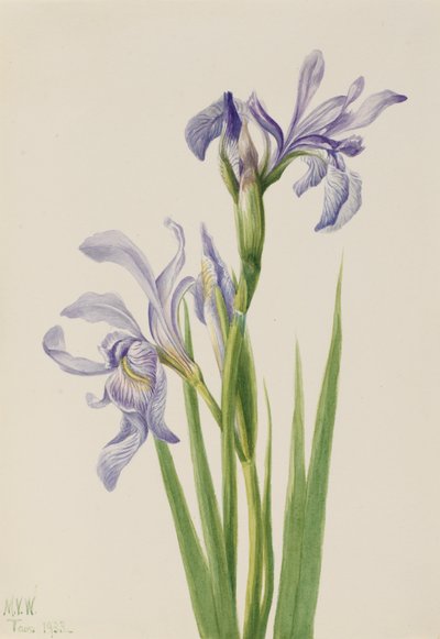 Westliche Blaue Flagge Iris missouriensis, 1933 von Mary Vaux Walcott