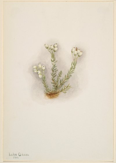 Weiße Heide (Phyllodoce grandiflora) von Mary Vaux Walcott