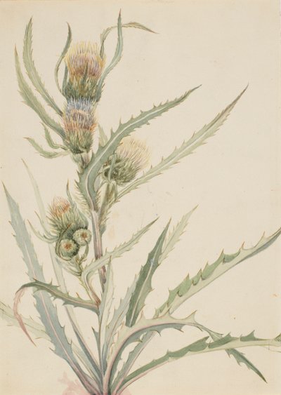 Weiße Distel Cirsium hookeranum, n.d. von Mary Vaux Walcott