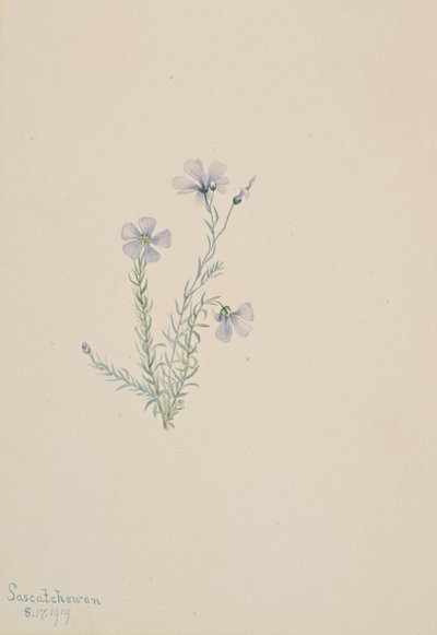 Wilder Flachs Linum lewisii, 1919 von Mary Vaux Walcott