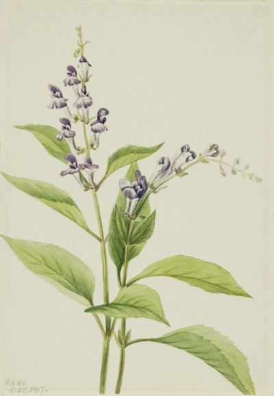 Holz-Schädelkappe Scutellaria serrata von Mary Vaux Walcott