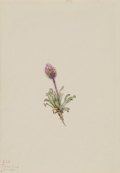 Wolliges Berufkraut Erigeron lanatus, 1921 von Mary Vaux Walcott